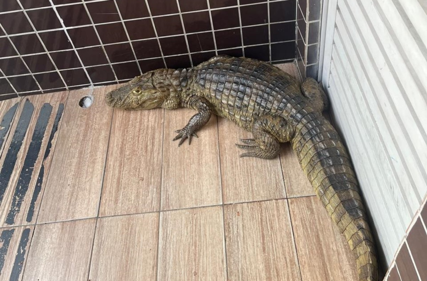  Jacaré-de-papo-amarelo é resgatado em portaria de prédio, em João Pessoa