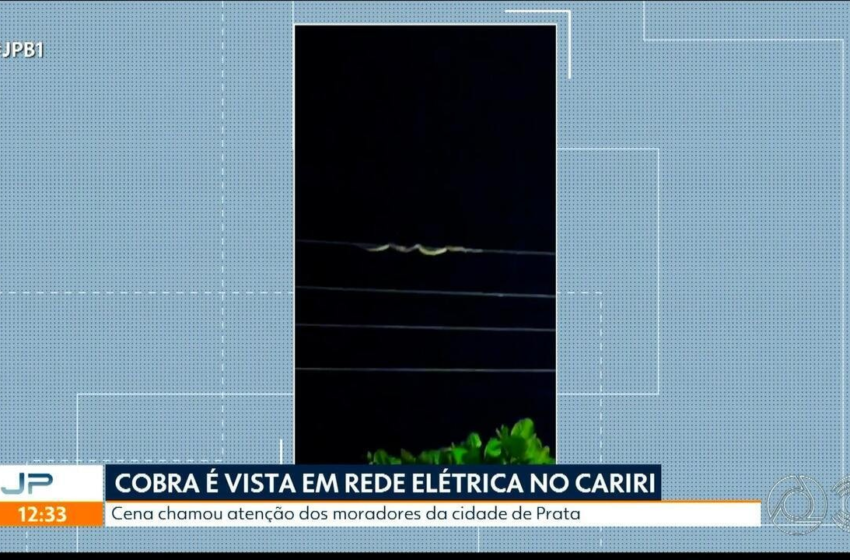  Cobra é vista em rede elétrica de alta tensão no Cariri paraibano