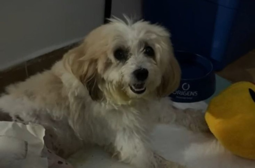  Decisão inédita reconhece cachorro como autor de ação na Justiça da Paraíba