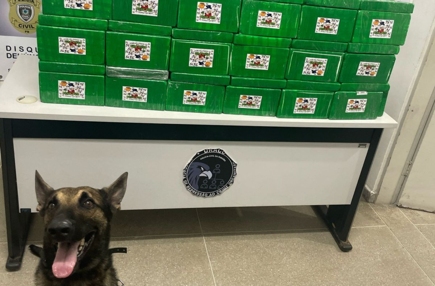  Polícia apreende 80 kg de cocaína dentro de caminhão, no Sertão da PB