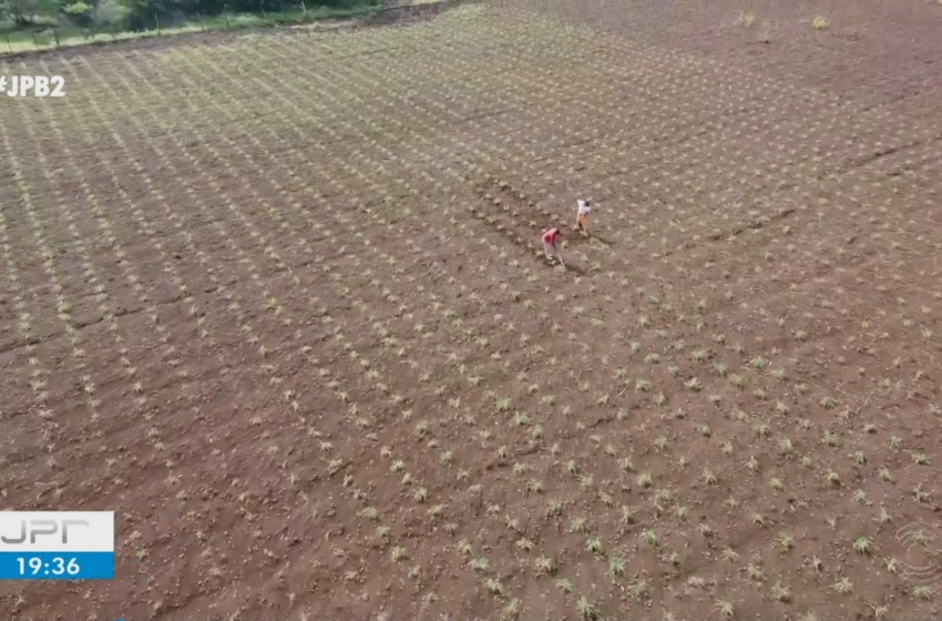  Agricultores apostam na chuva do Dia de São José, mas precipitações atingem apenas 19 cidades