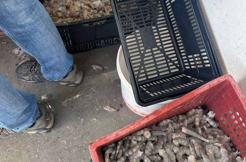  Empresa clandestina de pescados é interditada por risco à saúde e trabalho irregular, na Grande João Pessoa