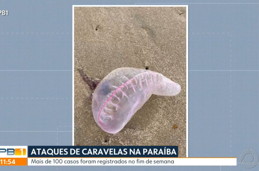 Mais de 100 casos de queimaduras por caravelas e águas-vivas são registrados em João Pessoa no fim de semana