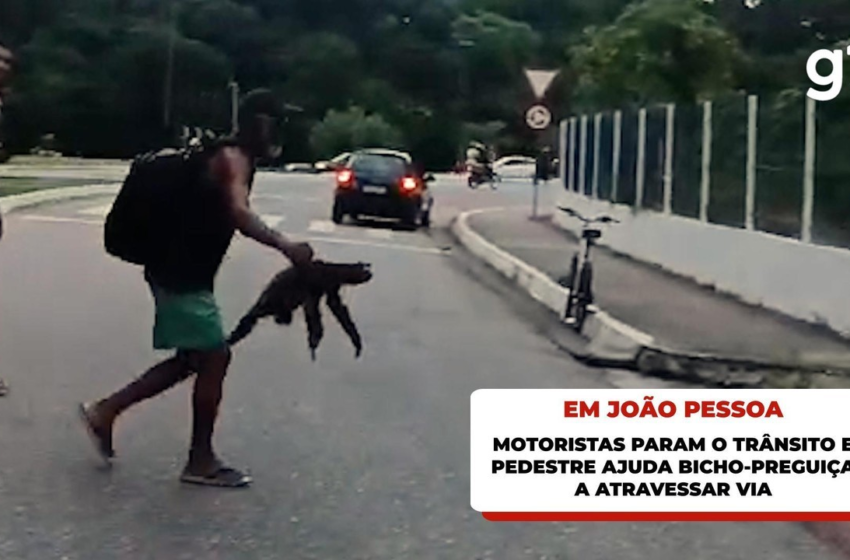  Bicho-preguiça é resgatado ao tentar atravessar avenida em João Pessoa; vídeo