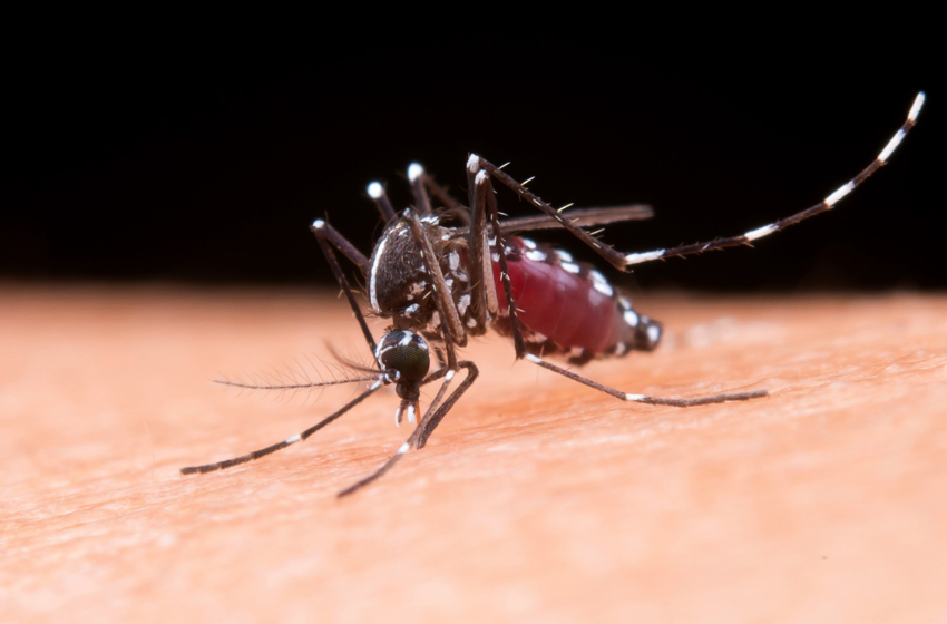  Casos de dengue caem 23,4% na Paraíba nos primeiros meses de 2025