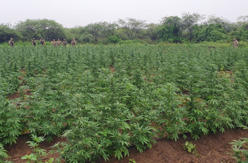  Operação da PF destrói cerca de 100 mil pés de maconha no Sertão da PB