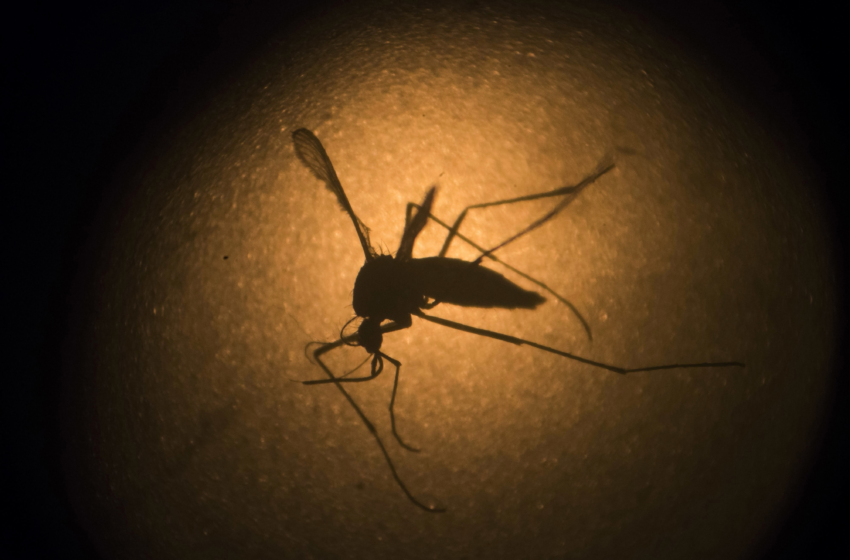  Paraíba registra redução de 50% nos casos de dengue no começo de 2025