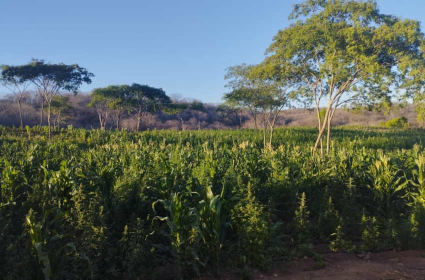  Justiça revoga prisão de ex-prefeito suspeito de financiar plantação de maconha com mais de 60 mil plantas