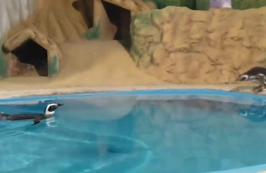  Pinguins chegam à Paraíba e podem ser visitados em aquário a partir desta quinta-feira (1º)