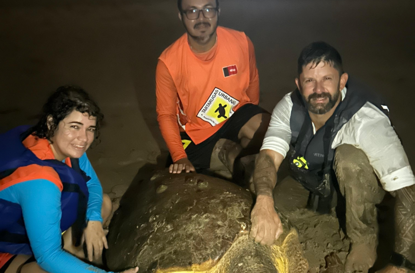  Sem conseguir mergulhar, tartaruga marinha é resgatada no mar da Praia de Intermares, em Cabedelo