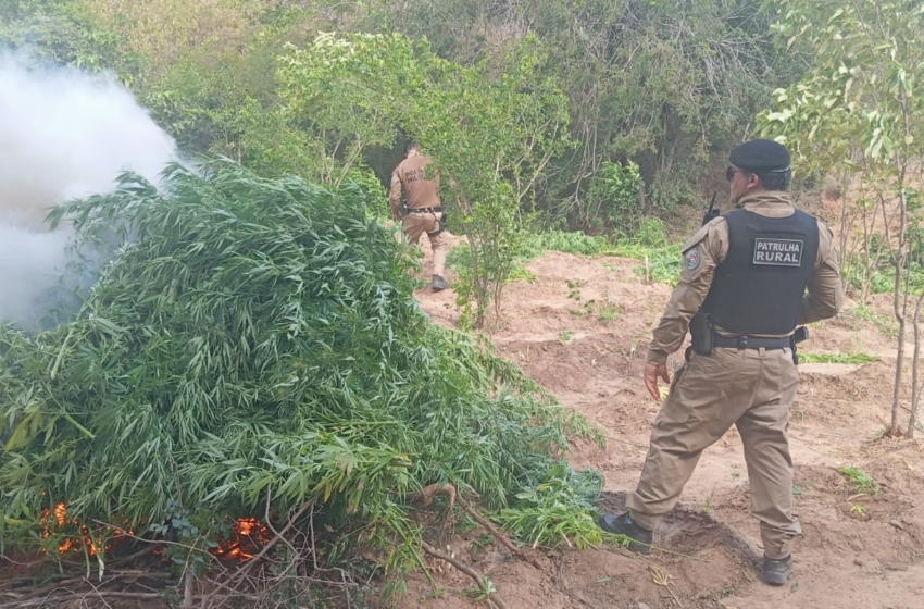 Polícia Federal incinera plantio de 10 mil pés de maconha no Sertão da Paraíba
