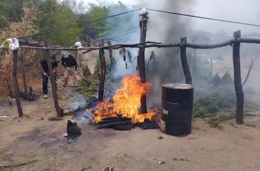  Polícia Civil incinera 200 mil pés de maconha no Sertão da Paraíba