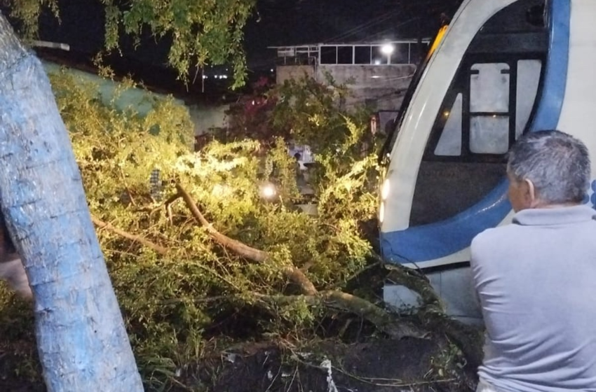Árvore cai sobre trilhos e impede passagem de trem, em Santa Rita, na Paraíba