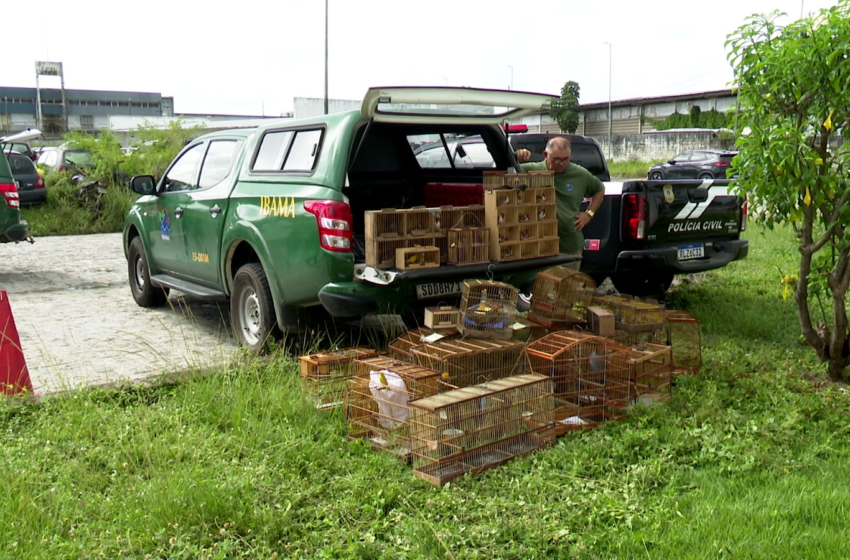 Ibama resgata 85 aves e prende quatro pessoas por tráfico de animais silvestres na Feira de Oitizeiro, em João Pessoa