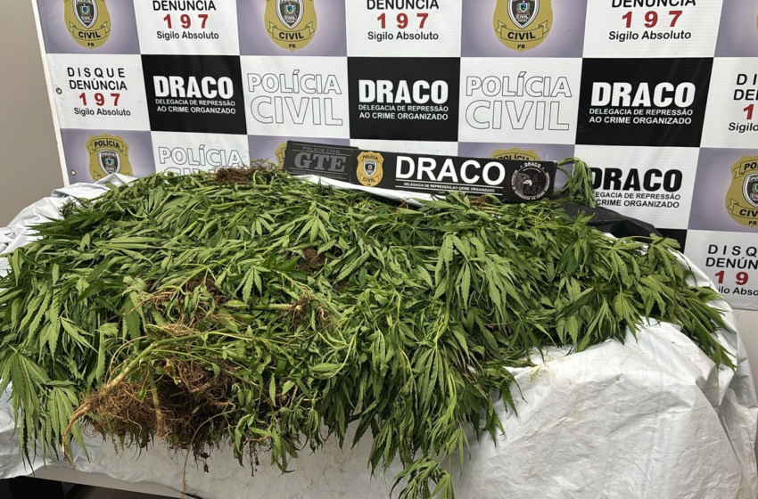 Três homens são presos e 15 mil pés de maconha incinerados em zona rural do Cariri da Paraíba