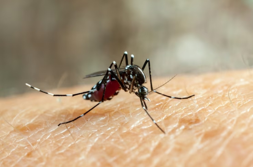 Paraíba registra queda de 60% nos casos de dengue em 2025