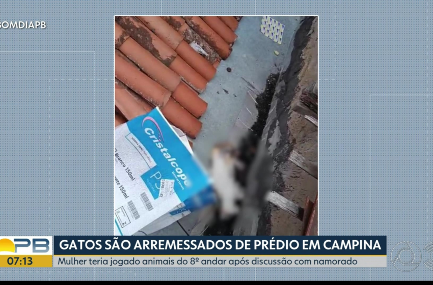 Mulher é suspeita de jogar gatos do oitavo andar de prédio após discussão com namorado, em Campina Grande