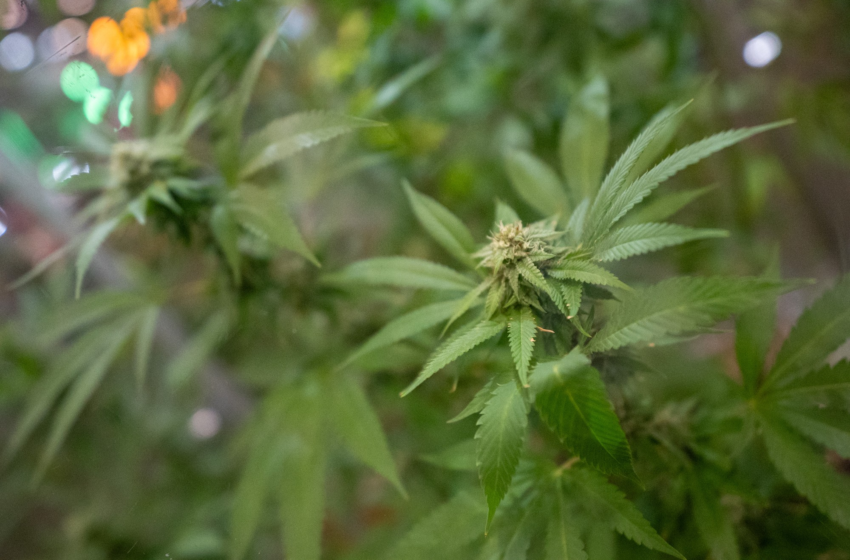 Estudante é autorizada pelo STJ a cultivar cannabis para fins medicinais em casa, na Paraíba