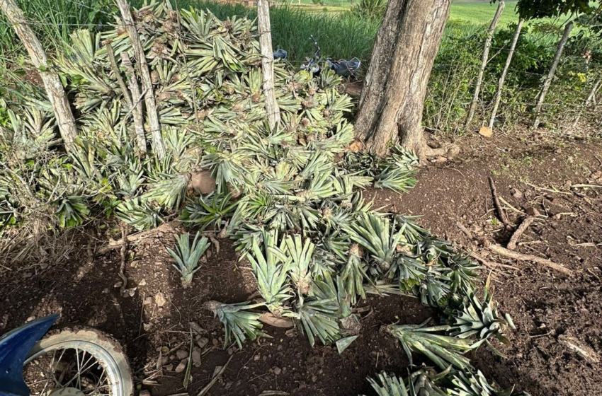 Suspeitos são presos por furto de mudas de abacaxi raro cultivado na Paraíba