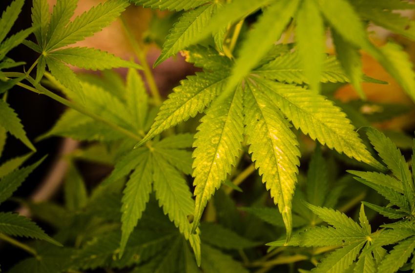 TJPB nega recurso do Ministério Público para afastar diretoria de associação autorizada a comercializar cannabis medicinal