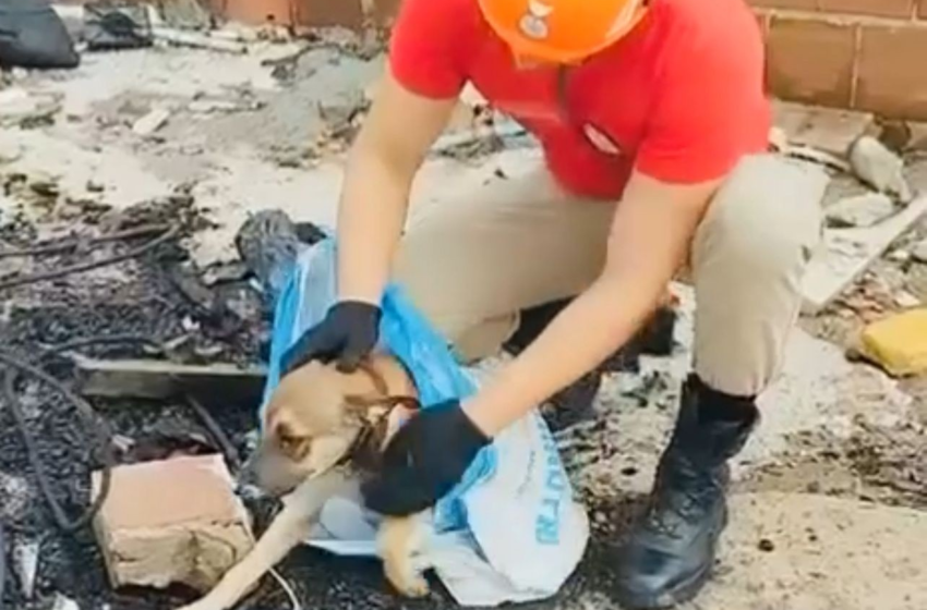  Cachorro é resgatado de dentro de poço por bombeira, em João Pessoa; VÍDEO