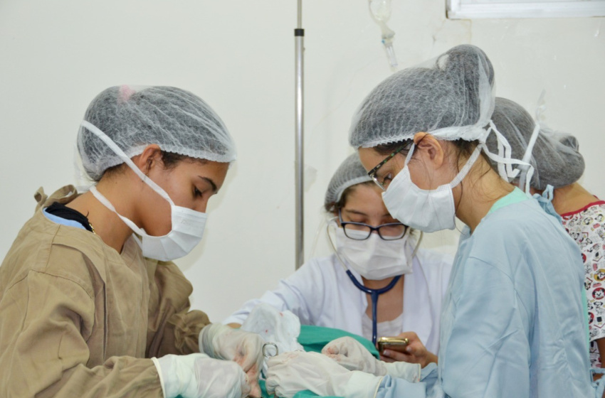 João Pessoa tem 500 vagas para castração gratuita de animais; veja como agendar