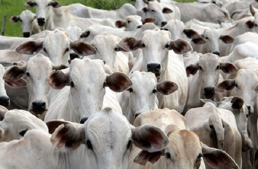  Prazo para produtores rurais atualizarem cadastro obrigatório de rebanhos termina nesta segunda-feira (30) na PB