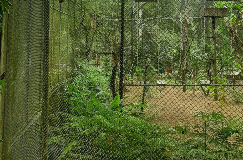 Aves são roubadas da Bica, zoológico de João Pessoa