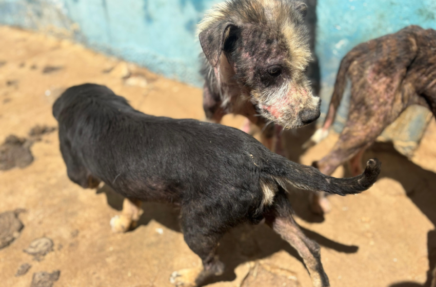 Inspeção identifica mais de 20 cães em situação de maus-tratos em canil municipal no Sertão da Paraíba