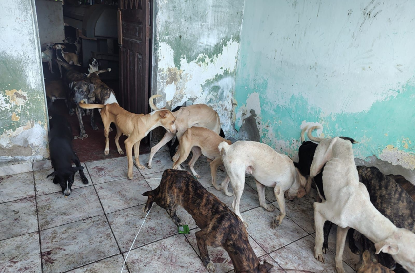 Homem é preso suspeito de manter cerca de 40 cães em condições de abandono, em Campina Grande