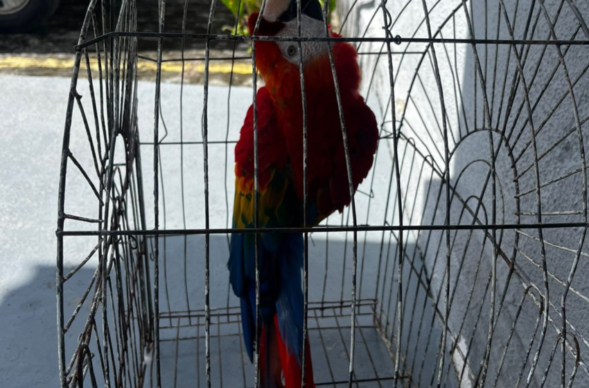 Ave roubada do zoológico da Bica, em João Pessoa, é encontrada