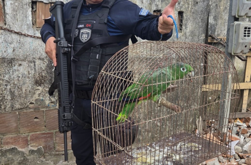 Papagaio furtado do zoológico da Bica é encontrado em comunidade de João Pessoa