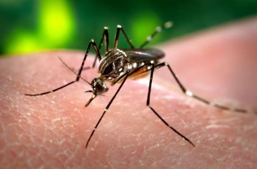Paraíba registra mais de 5 mil casos e três mortes por dengue no primeiro semestre de 2025